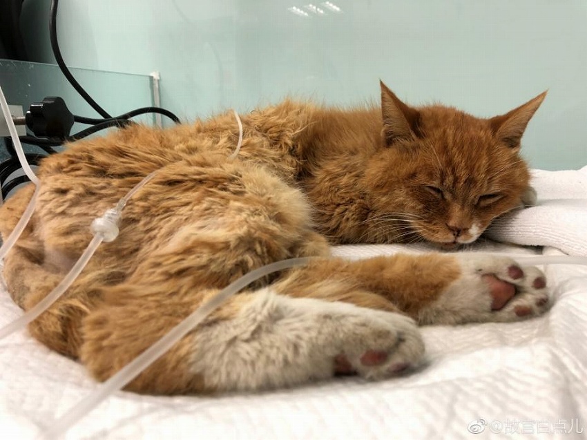 W杯の試合結(jié)果を6回連続當てた故宮のネコが天國へ