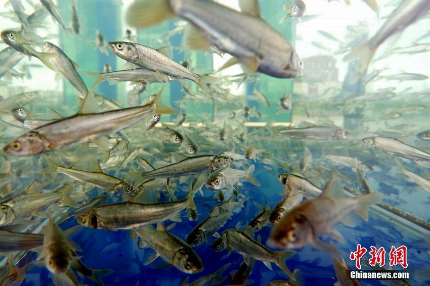 希少魚の青海湖裸鯉の増殖放流イベント開催　青海省