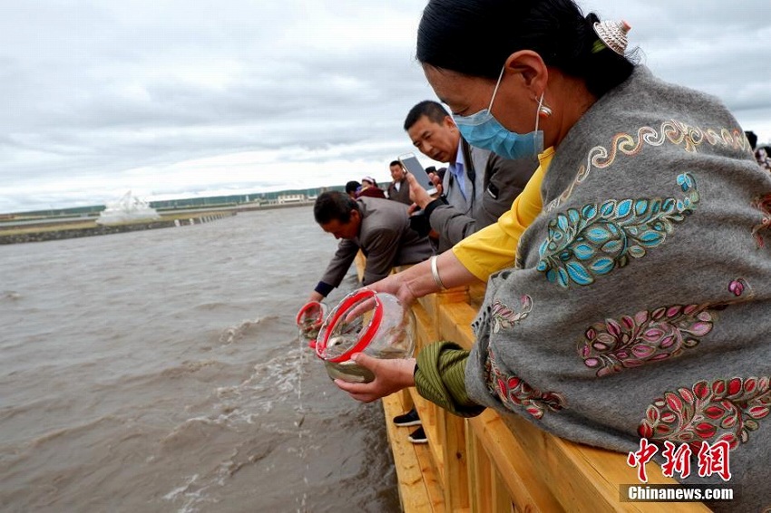 希少魚(yú)の青海湖裸鯉の増殖放流イベント開(kāi)催　青海省