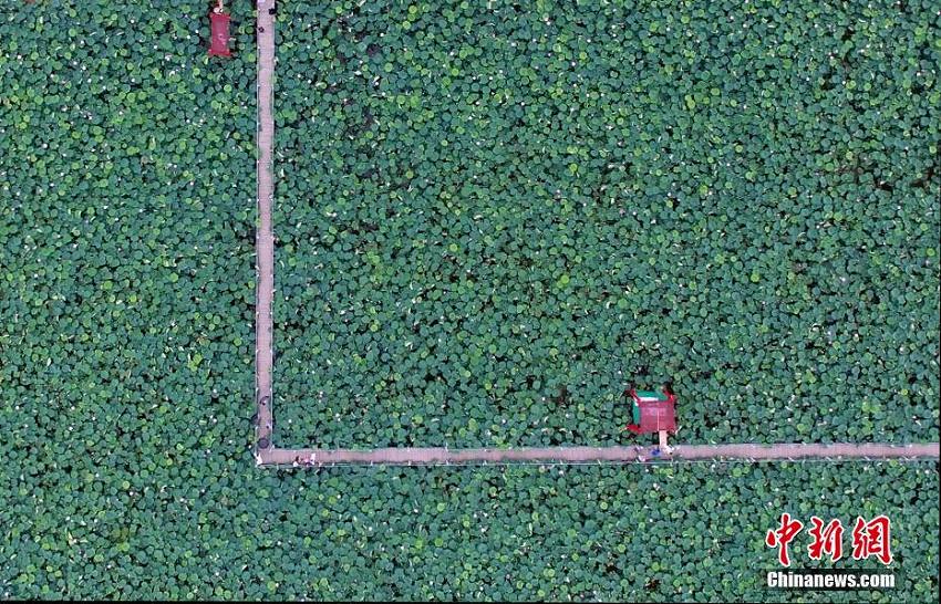 幾何學的な美しさ！広大な蓮池の風景を空撮　江西省