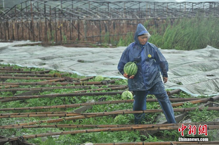 臺(tái)風(fēng)8號(hào)「マリア」が福建省沿岸部に上陸