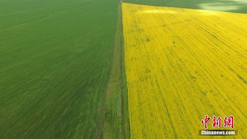 一面の黃金色に養(yǎng)蜂家も集まる甘粛省山丹馬場の満開のアブラナ