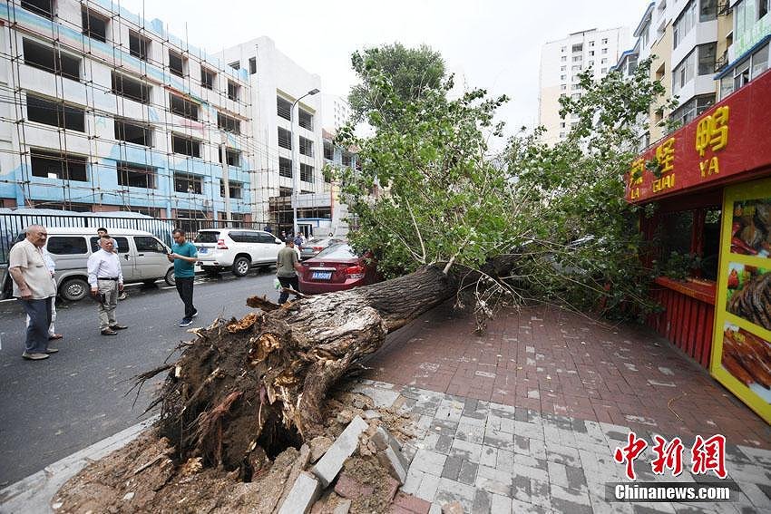 街路樹の大木が突然倒れて駐車中の車10臺(tái)近くが下敷きに　吉林省