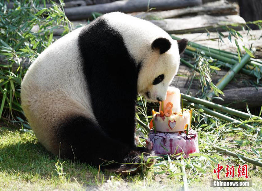 ドイツに移住したパンダの「嬌慶」　ベルリンで8歳の誕生日を迎える