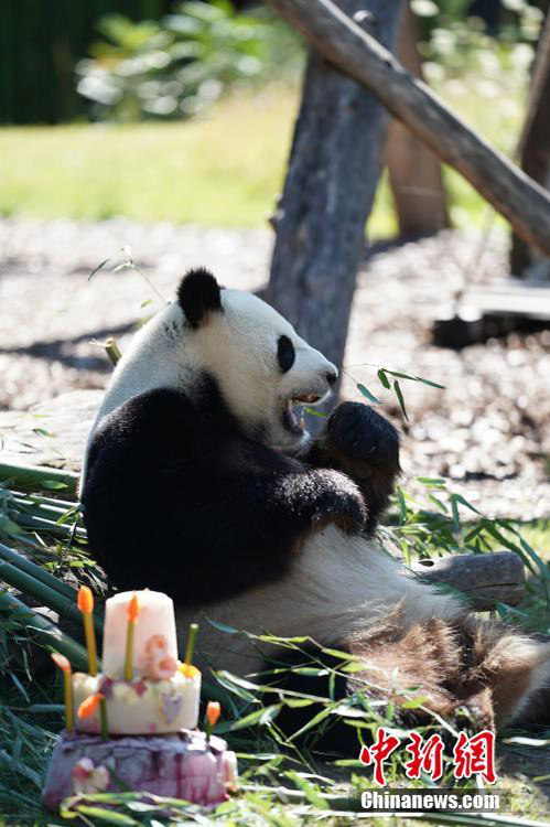 ドイツに移住したパンダの「嬌慶」　ベルリンで8歳の誕生日を迎える