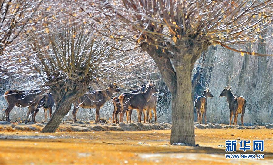 白書(shū)：チベット高原は依然地球上で最もクリーンな地域のひとつ