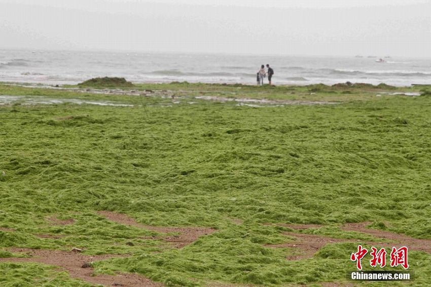 ビーチが草原に??？　山東省青島市のビーチにアオサが大量発生