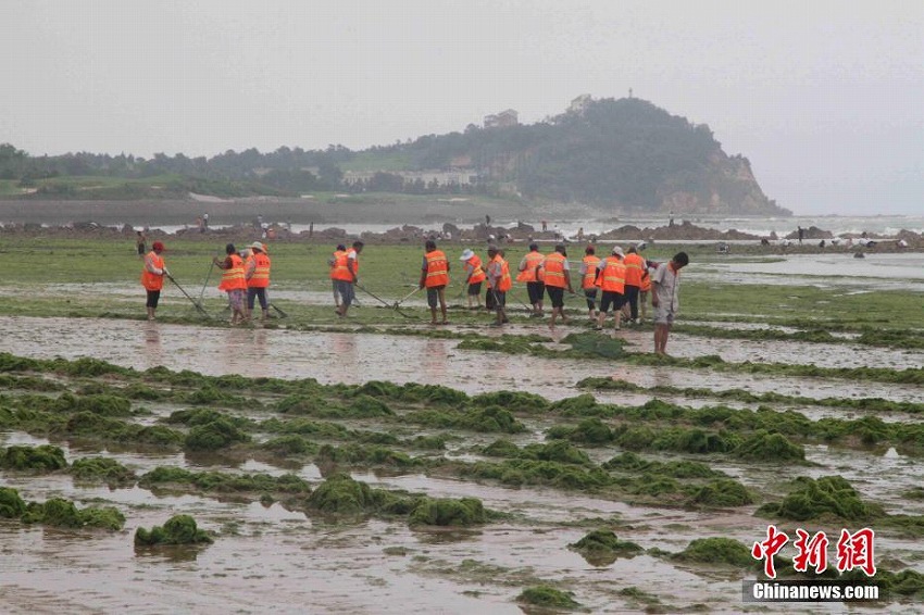 ビーチが草原に??？　山東省青島市のビーチにアオサが大量発生