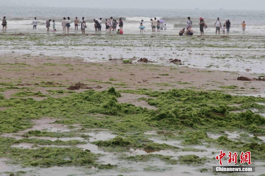 ビーチが草原に?。俊∩綎|省青島市のビーチにアオサが大量発生