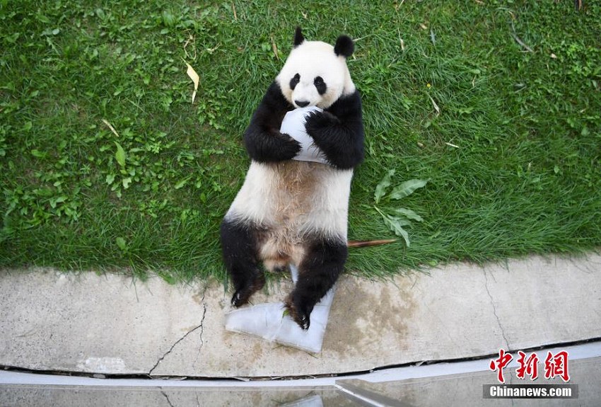 長春市の東北虎園パンダ館のパンダたちが夏休みモードに