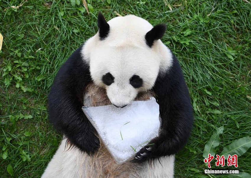 長(zhǎng)春市の東北虎園パンダ館のパンダたちが夏休みモードに