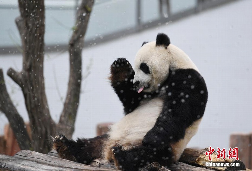 長(zhǎng)春市の東北虎園パンダ館のパンダたちが夏休みモードに