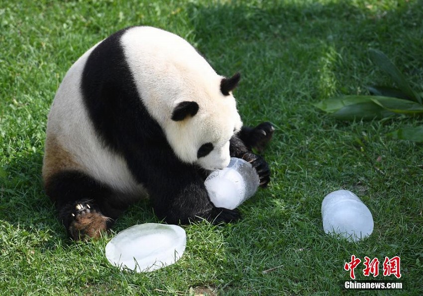 長春市の東北虎園パンダ館のパンダたちが夏休みモードに