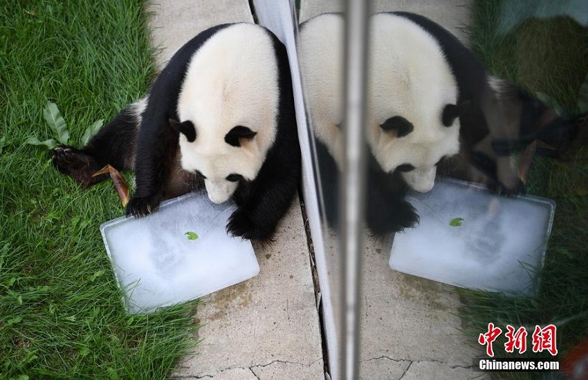 長(zhǎng)春市の東北虎園パンダ館のパンダたちが夏休みモードに
