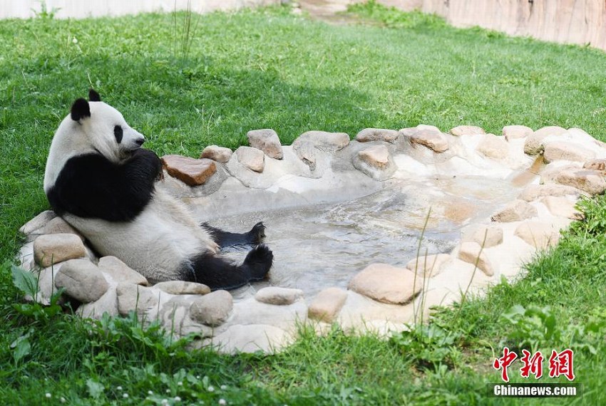 長春市の東北虎園パンダ館のパンダたちが夏休みモードに