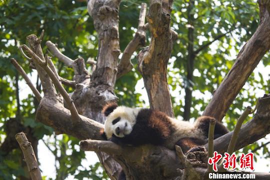 四川、赤ちゃんパンダ4匹の名前を世界から募集