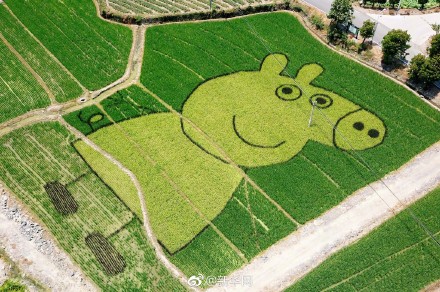 安徽の田んぼに「ペッパピッグ」や「ハローキテ?！工菆?chǎng)