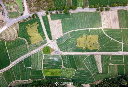 安徽の田んぼに「ペッパピッグ」や「ハローキティ」が登場