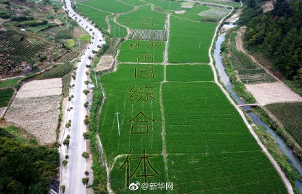 安徽の田んぼに「ペッパピッグ」や「ハローキテ?！工菆?chǎng)