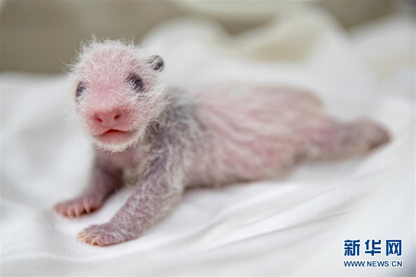 初の広州っ子のパンダ、「隆隆」が無事出産