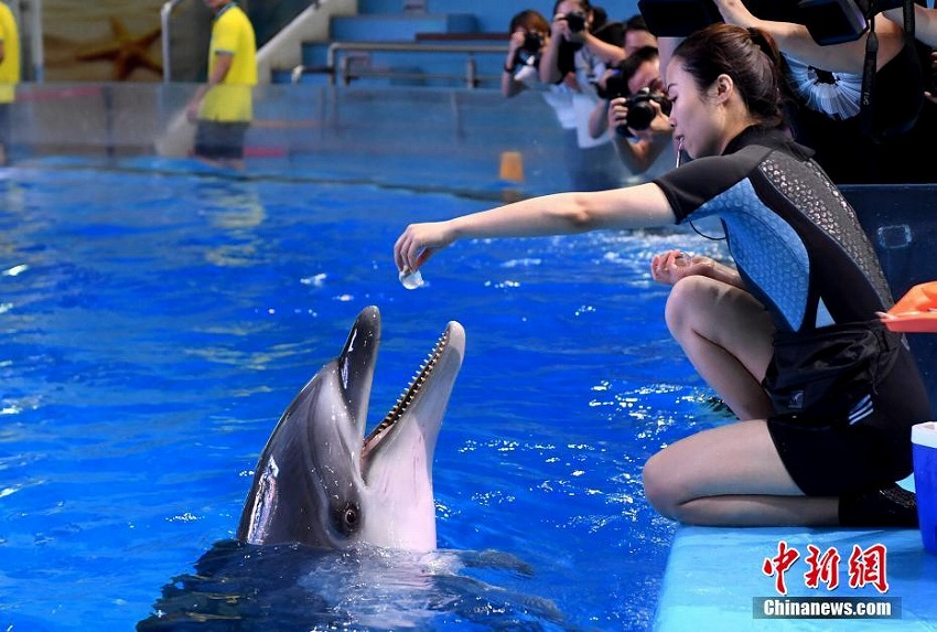 合肥市で継続的猛暑、海洋動(dòng)物たちの避暑対策措置とは？