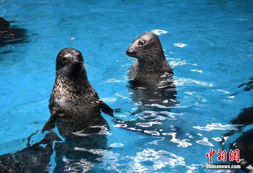 合肥市で継続的猛暑、海洋動物たちの避暑対策措置とは？