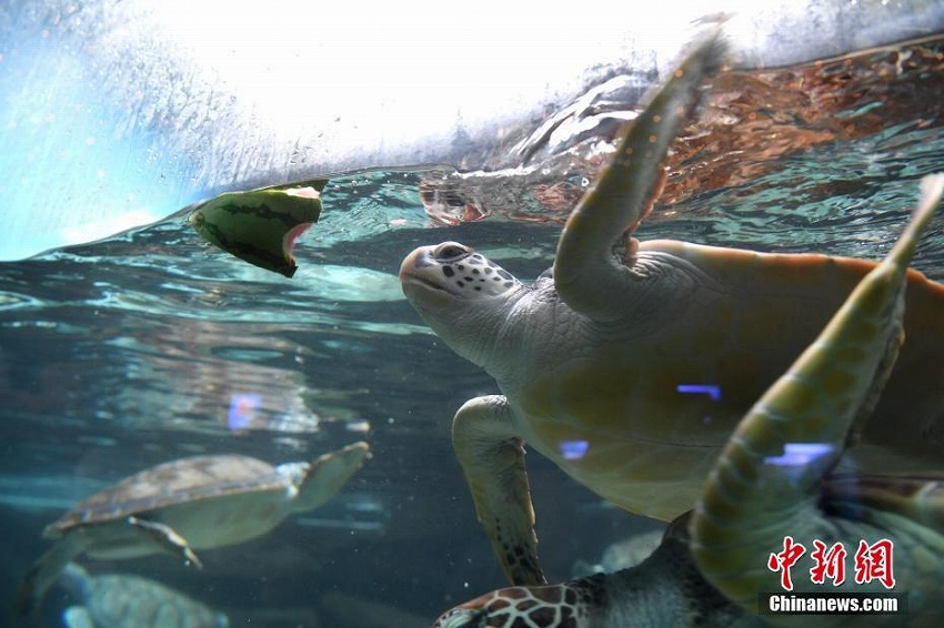 合肥市で継続的猛暑、海洋動物たちの避暑対策措置とは？