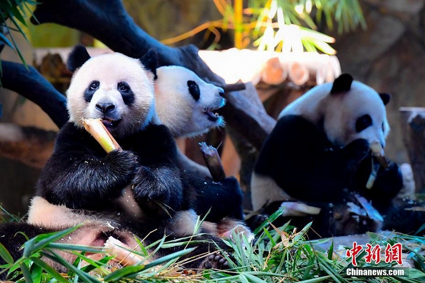 世界で唯一の三つ子パンダ、4歳の誕生日を迎える