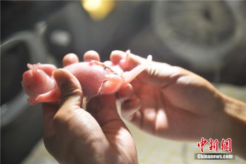 パンダ野外繁殖プロジェクト、初の雙子が出産