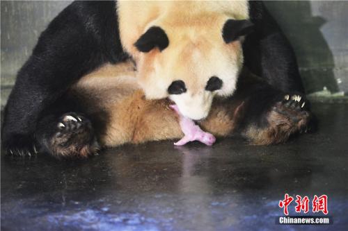 パンダ野外繁殖プロジェクト、初の雙子が出産