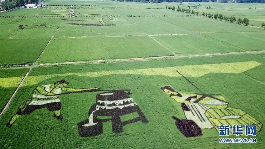 地表に浮かぶ生き生きとした絵　安徽省壽県で田んぼアートが見ごろ