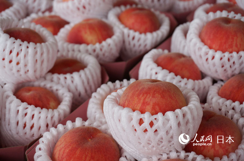 福島産のモモが旬迎える　不安払しょくできるかがカギ