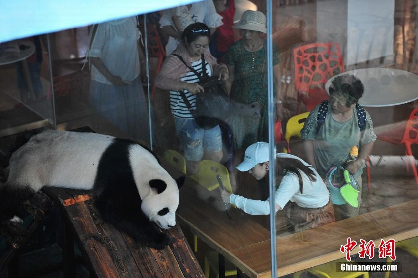 瀋陽森林動物園パンダ館にクーラー設(shè)置　パンダたちに快適な環(huán)境を提供