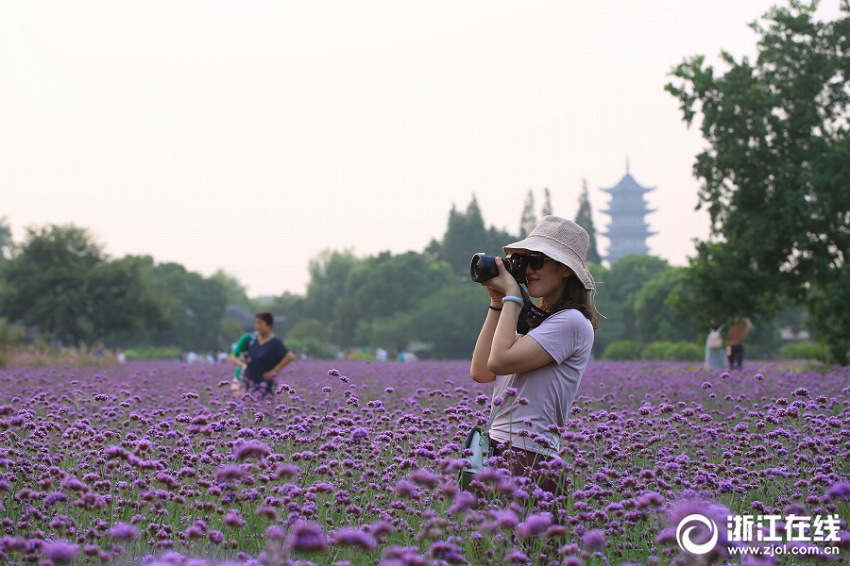 烏鎮(zhèn)のクマツヅラが満開に　浙江省