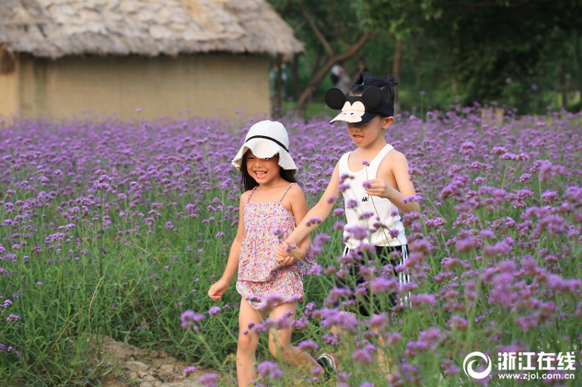 烏鎮(zhèn)のクマツヅラが満開に　浙江省