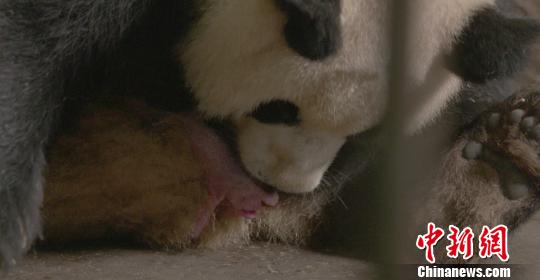 新生児パンダ「潤(rùn)九」、口元に傷　獣醫(yī)が9針の縫合処置に成功
