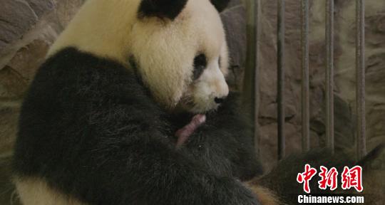 新生児パンダ「潤九」、口元に傷　獣醫(yī)が9針の縫合処置に成功