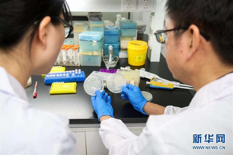 世界初の人工単一染色體真核細(xì)胞、中國(guó)人科學(xué)者が生成に成功