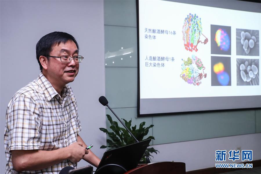 世界初の人工単一染色體真核細胞、中國人科學(xué)者が生成に成功