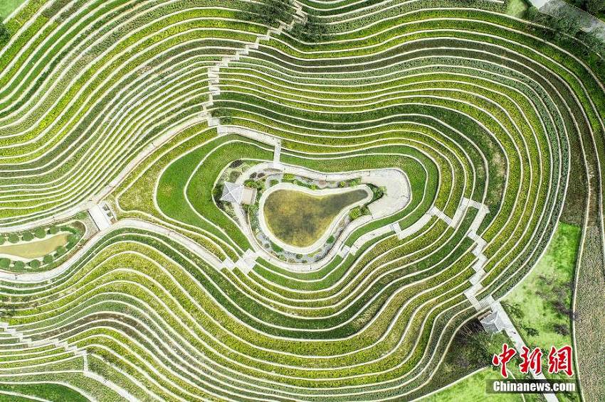 まるで大地の指紋のような貴州省大方県の「都市棚田」