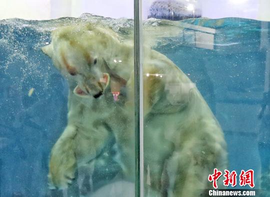 南京の水族館「海底世界」、ホッキョクグマの暑さ対策に冷えたスイカなど