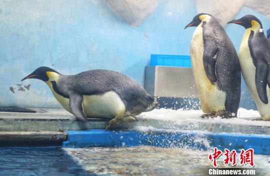 南京の水族館「海底世界」、ホッキョクグマの暑さ対策に冷えたスイカなど