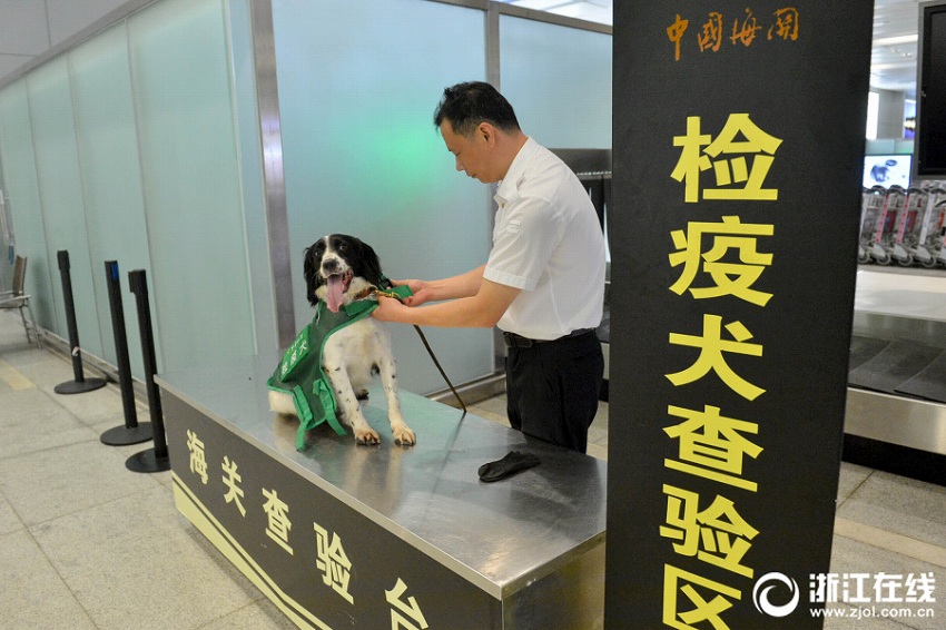 愛くるしい「特殊部隊」、検疫探知犬が匂いでチェック