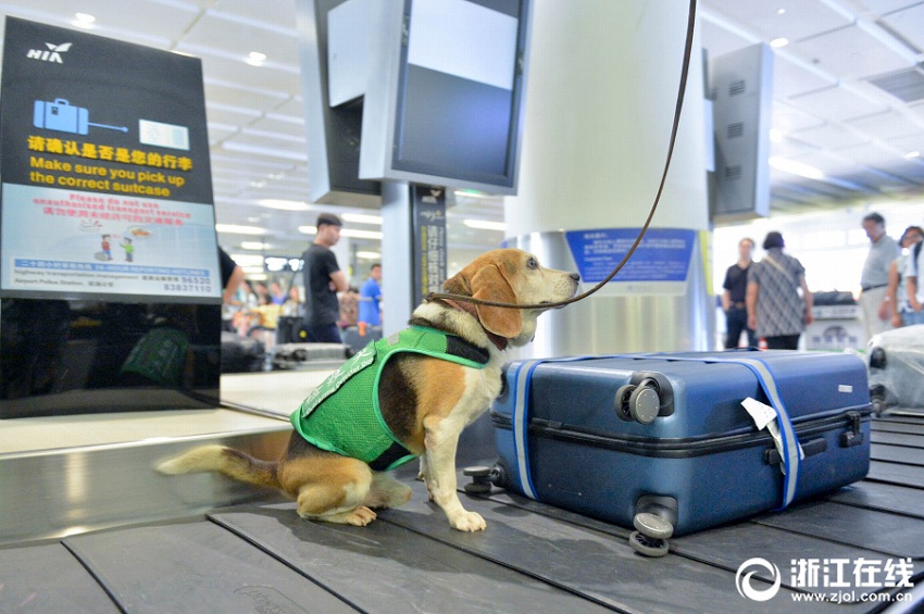 愛くるしい「特殊部隊」、検疫探知犬が匂いでチェック