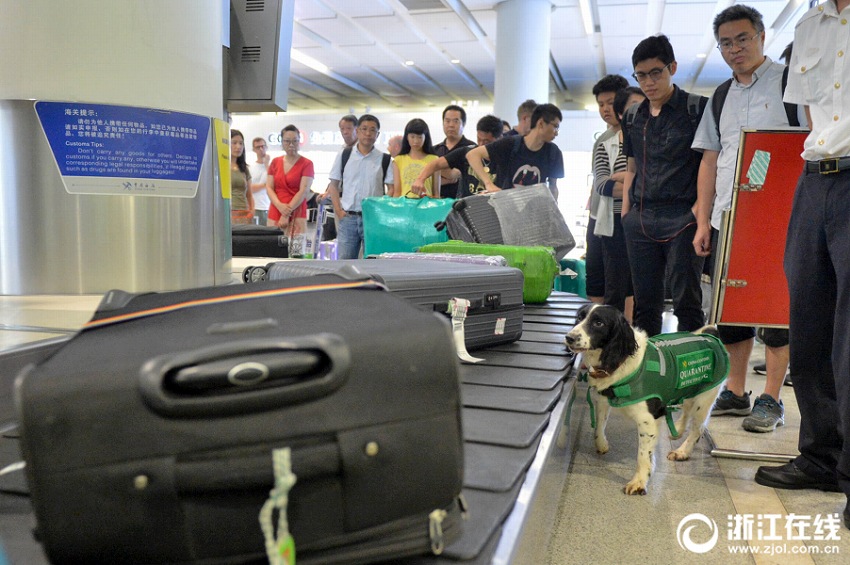 愛くるしい「特殊部隊(duì)」、検疫探知犬が匂いでチェック