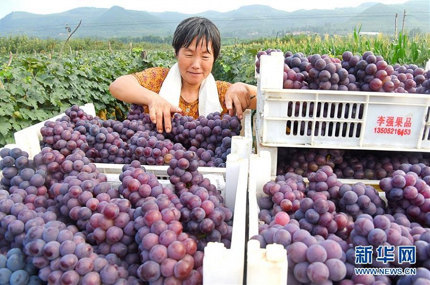 秋の収穫シーズン幕開(kāi)けの山東省沂源県