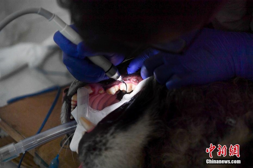 百獣の王?トラの「歯磨きをする」獣醫(yī)　雲南野生動物園