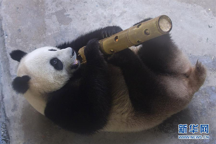 パンダの「和和」と「九九」が3歳の誕生日　南京