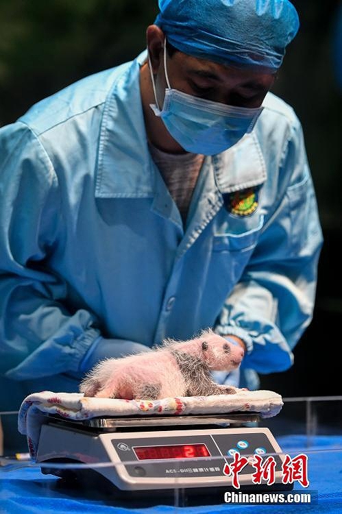 赤ちゃん2頭誕生で新たな家族加わった広州長隆のパンダファミリー