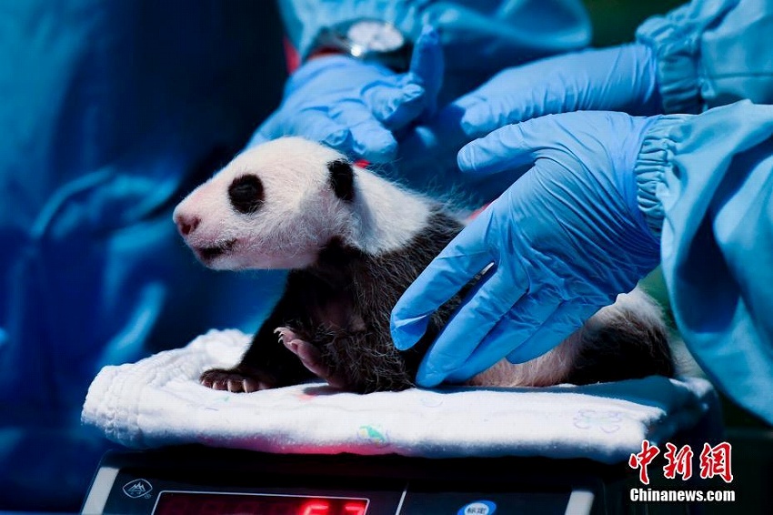 赤ちゃん2頭誕生で新たな家族加わった広州長隆のパンダファミリー